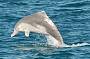 indo-pacific humpback dolphin
