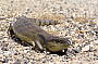 A Blue tongued lizard ambles by