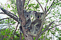 Koalas on Magnetic Island