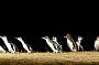 1 Day Phillip Island Penguin Parade (With Dinner or Lunch!)