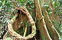 Rainforest