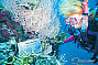 Discover with the Introductory Diver's Eco Trail 