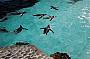 Penguin Pool