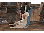 Sheep Shearing At Glencoe Station