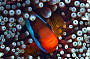 Reef Experience