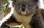 3 day Great Ocean Road & Grampians Adventure (Melb - Melb)