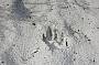 dingo print on walk up to sandpatch