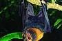 Flying Foxes
