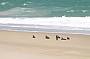 Great cormarants rest beside the ocean