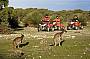 Dusk Kangaroo Tour - Rider