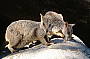 Rock Wallabies at Geoffrey Bay landing