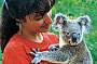 Hold a Koala at Rainforestation