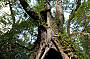 Bush Walk through Rainforests