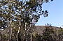 The Bush