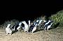 Penguin Parade