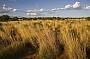 Desert Views - Spinifex Grass