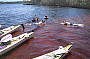 Stop for a re-freshing swin in the tannin coloured waters of the Noosa Eeverglades