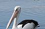 while a Pelican drifts by