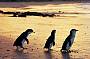 Be enchanted by the world's smallest penguins.