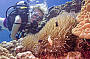 Reef Encounter - 2 Day/ 1 Night Snorkel Adventures - TWIN SHARE