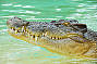Australia ZOO & Sunshine Coast Hinterland Tour from Brisbane