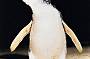 1 Day Penguins, Koalas and Kangaroos K10