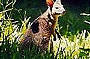 Small Marsupial