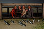 Phillip Island Penguin Parade
