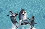 See the dolphin cove show
