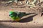 Red rumped parrots sparkle in the morning sun