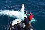 Whale Watch Experience