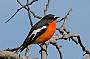 Male Flame Robin in full breeding plumage