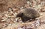 Our greatest friend - the wonderful, elusive, Echidna