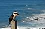 Kookaburra beside the sea