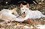 See Albino Dingoes