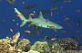 2 Day Dive Trip - MV Kangaroo Explorer (qualified divers only)