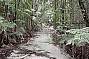 Pristine Wanggoolba Creek