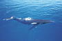 Whales from Indian Head