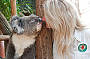 Koala at Cleland Wildlife Park