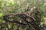 Noosa River and Everglades BBQ Lunch Cruise