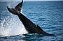 Tasman Venture Half Day Whale Watching, Morning