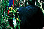 2 Day Reef & Rainforest Deluxe Package