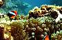 Private Cabin - Double Bed - 2 Day 1 Night Great Barrier Reef Dive and Snorkel Trip