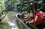 In the Rainforest