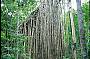 Curtain Fig Tree