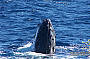 Standard Cruise incl. 1 Introductory Dive