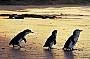 Penguin Parade