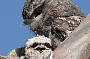 Only a mother could love this one - Tawny Frogmouth and her chick
