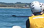 3HR Kayak with Dolphins, Snorkel with Turtles Tour