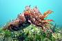 Cuttlefish